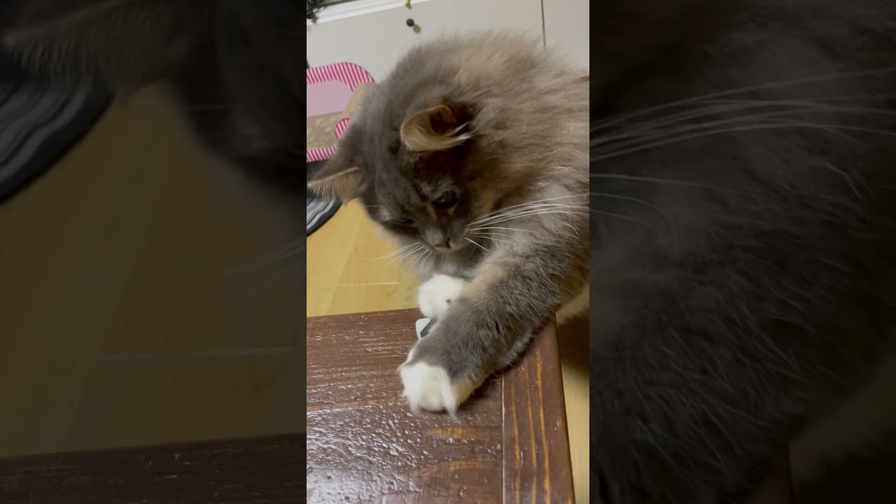 サイベリアン 2歳【ギターのピックで遊ぶ】 #サイベリアン #Shorts #siberiancat #сибирскаякошка #猫好きさんと繋がりたい #ねこ