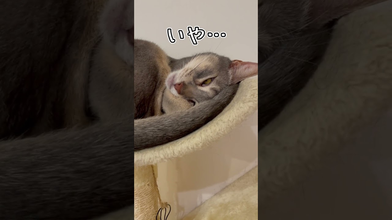 アビシニアンとは その27 #shorts #猫 #アビシニアン