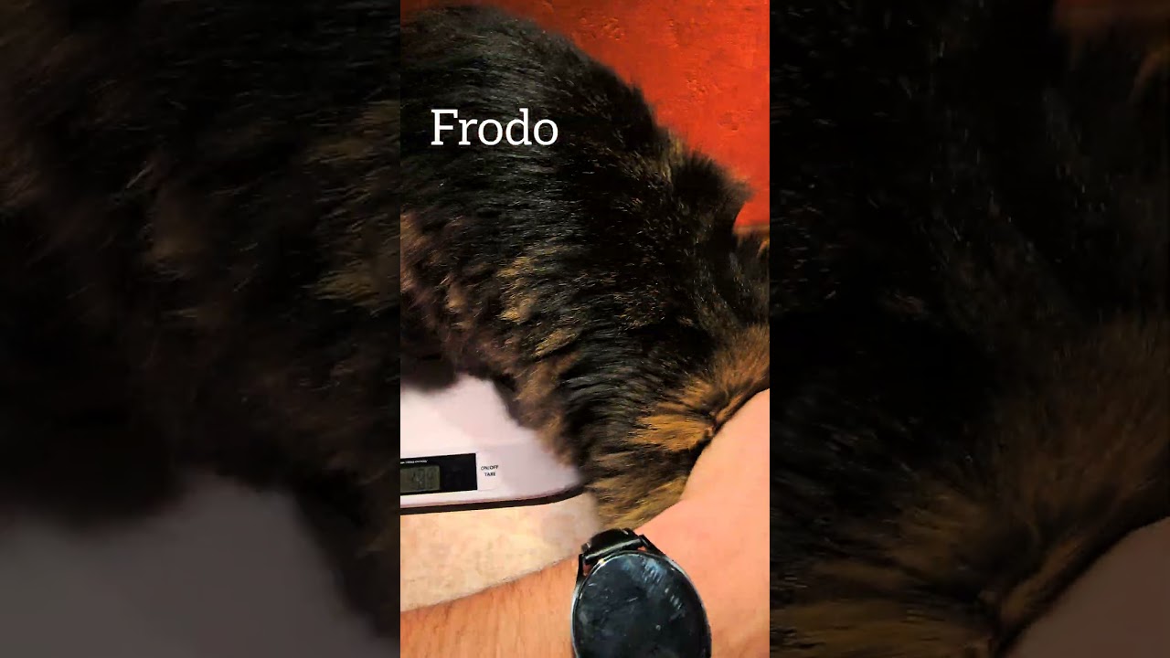 Wednesday weighing №36 - weighing my 3 fluffy cats #britishlonghair #norwegianforestcat #mainecoon