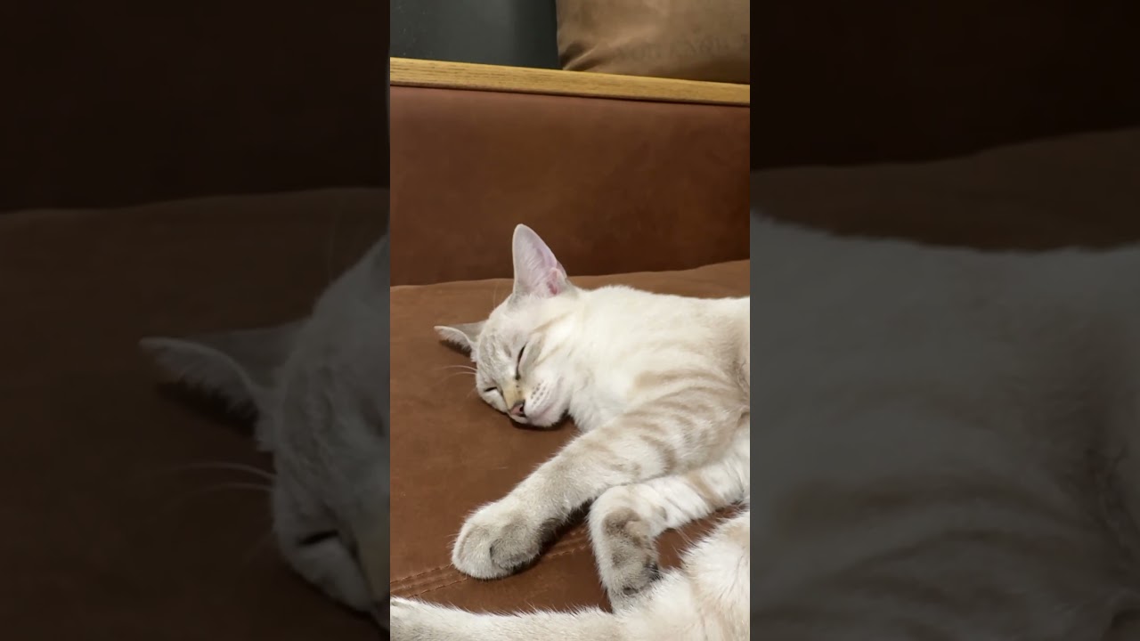 ねむて〜　#元保護猫　#シャムトラ　#シャムミックス　#cat #猫耳 #kitten #シャムmix  #子猫 #猫耳