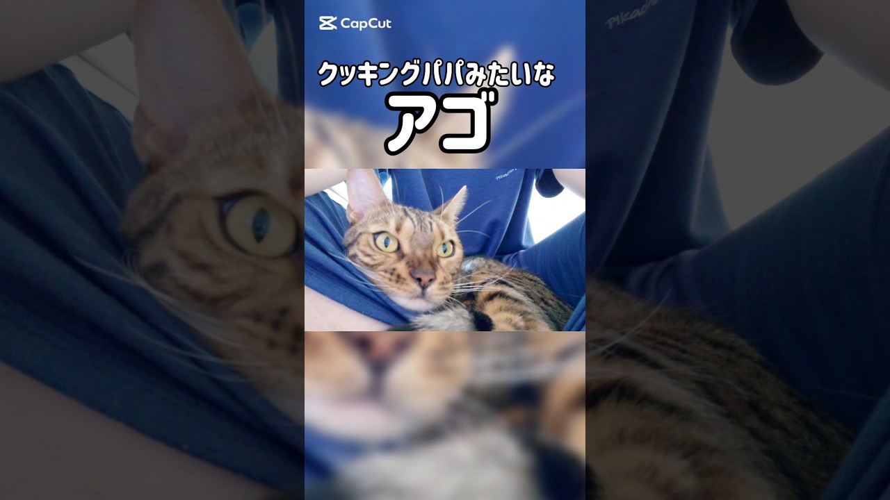 クッキングパパかな？笑 #猫 #猫動画 #猫のいる暮らし #ベンガル #cat #fyp #shorts #short