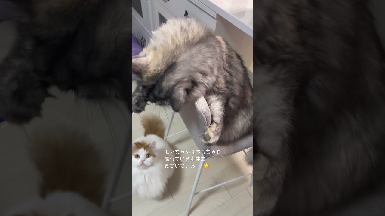 【猫の日常】本体はこの棒ニャ！ #猫#マンチカン#cat#猫好き#猫好きさんと繋がりたい