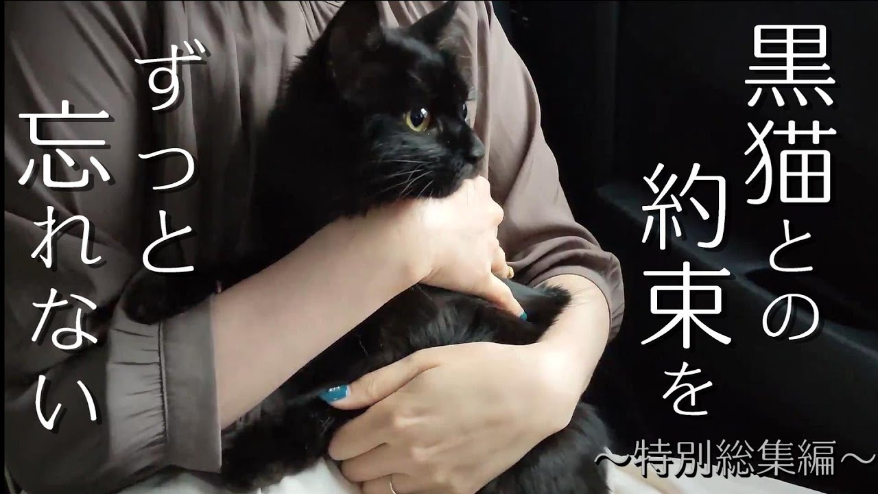 【感動】暗闇で鳴いてた子猫が夫婦の人生を変えた【野良猫から家猫へ】