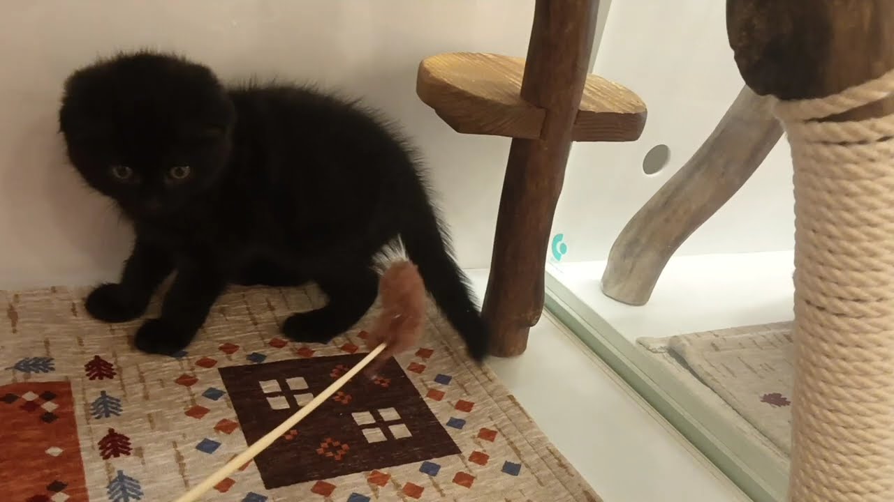 スコティッシュフォールド　女の子　2024/9/28生まれ