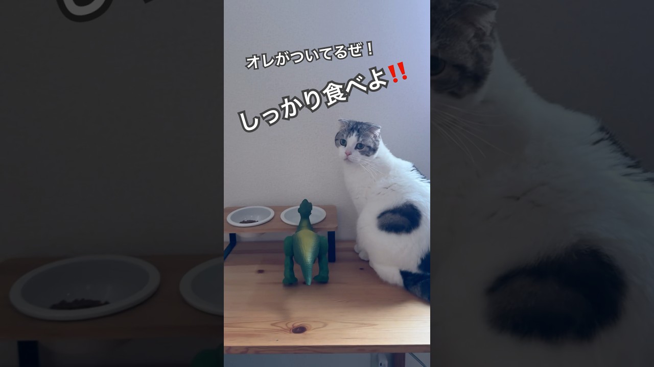 🐱🦖🥣食べなきゃ元気出ない！#shorts #short #cat#catlover #ディズニー#Disney#レックス#toystory #トイストーリー