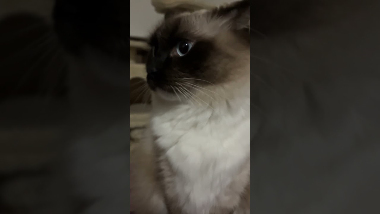 ラグドールのたぬきみたいな猫 #ポケモン #pokemon #pikachu #anime #ピカチュウ #cat #ragdoll #ラグドール #cat #ねこ #short