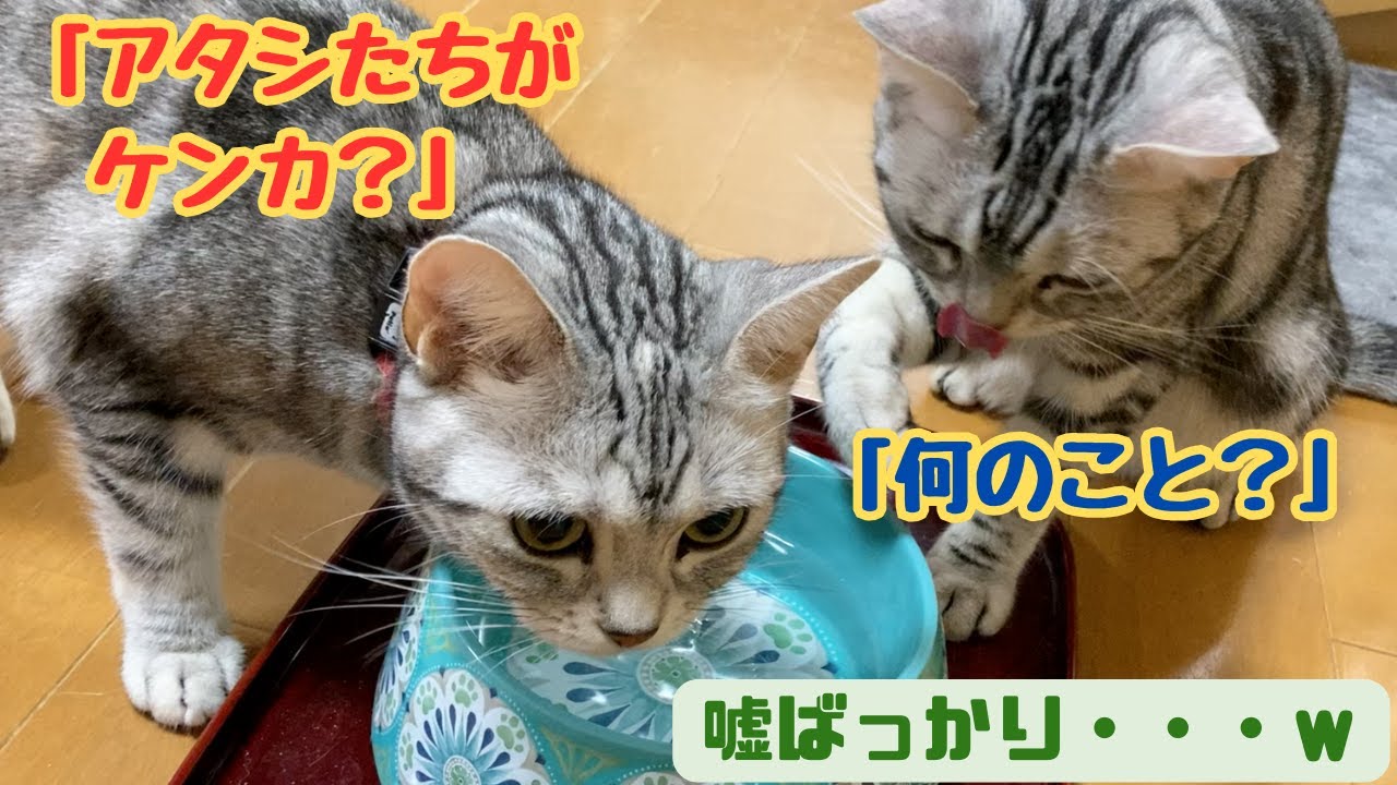 わちゃわちゃ旋風の中心的存在？【猫娘　五女そら　六女ゆき】
