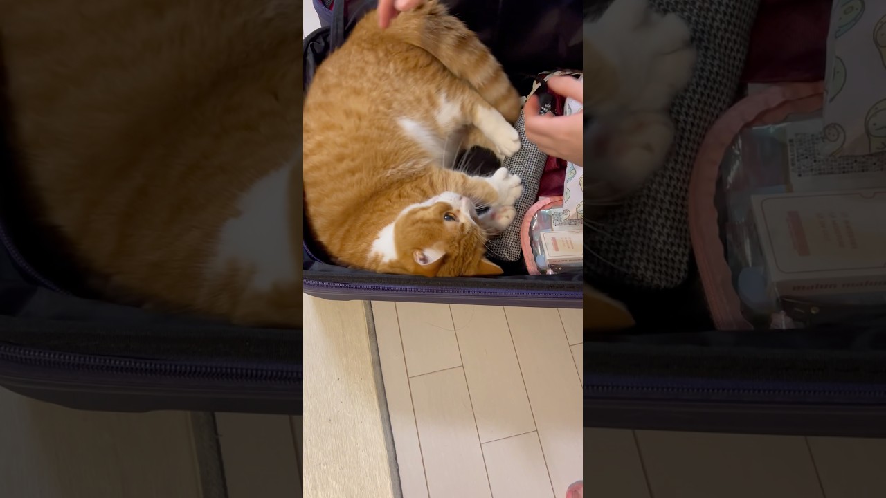 出たくないにゃー🐈 #Cat#ねこ#猫#スコティッシュフォールド立ち耳