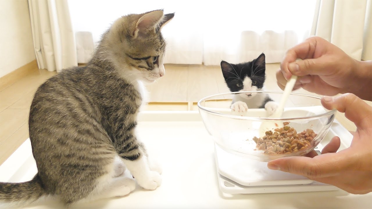 朝ごはんを作ってたら待ちきれない子猫たちがこうなっちゃいました...笑