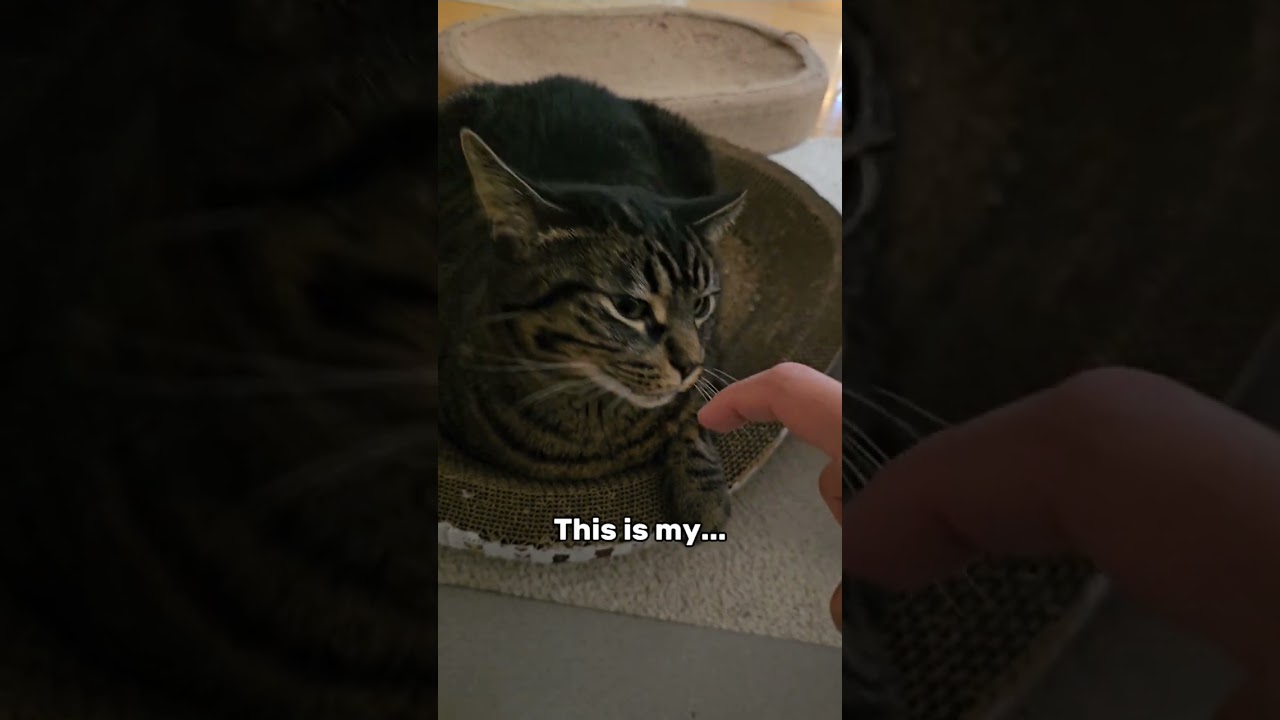 What a fancy 👌...✨️ #cat #고양이 #funny #pets #cute #neko #tiktok #shorts