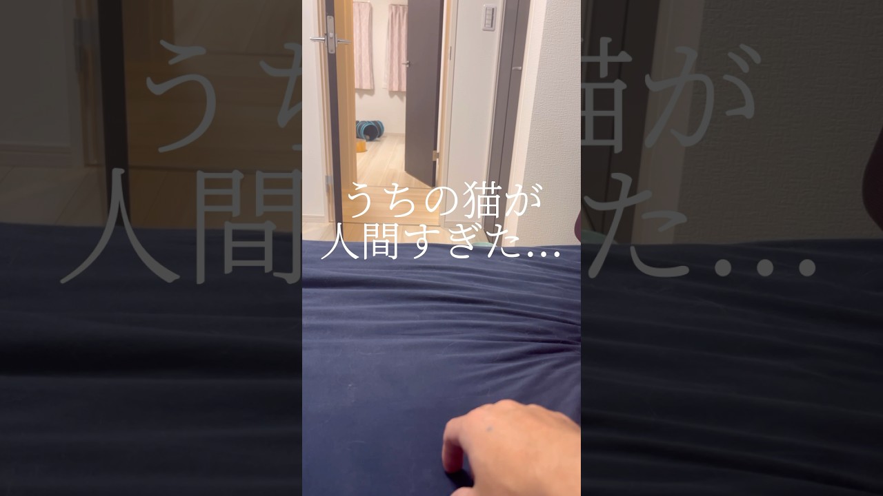 うちの赤ちゃんマン(猫)です...#shorts #猫 #マンチカン