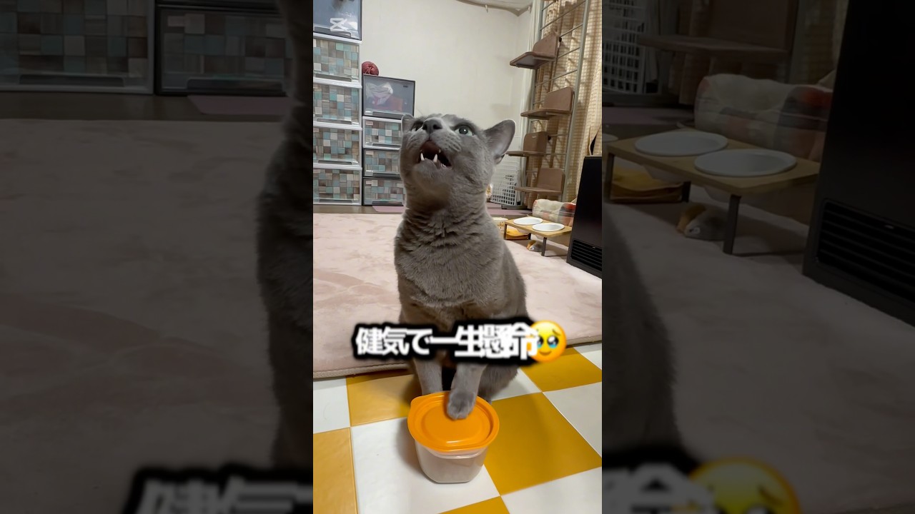 【ロシアンブルー】食いしん坊めろんのおねだり姿...待たせすぎて怒られた?🫢【猫】#shorts