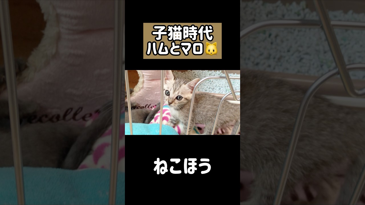 子猫時代のハムとマロが天使すぎる！ #shorts
