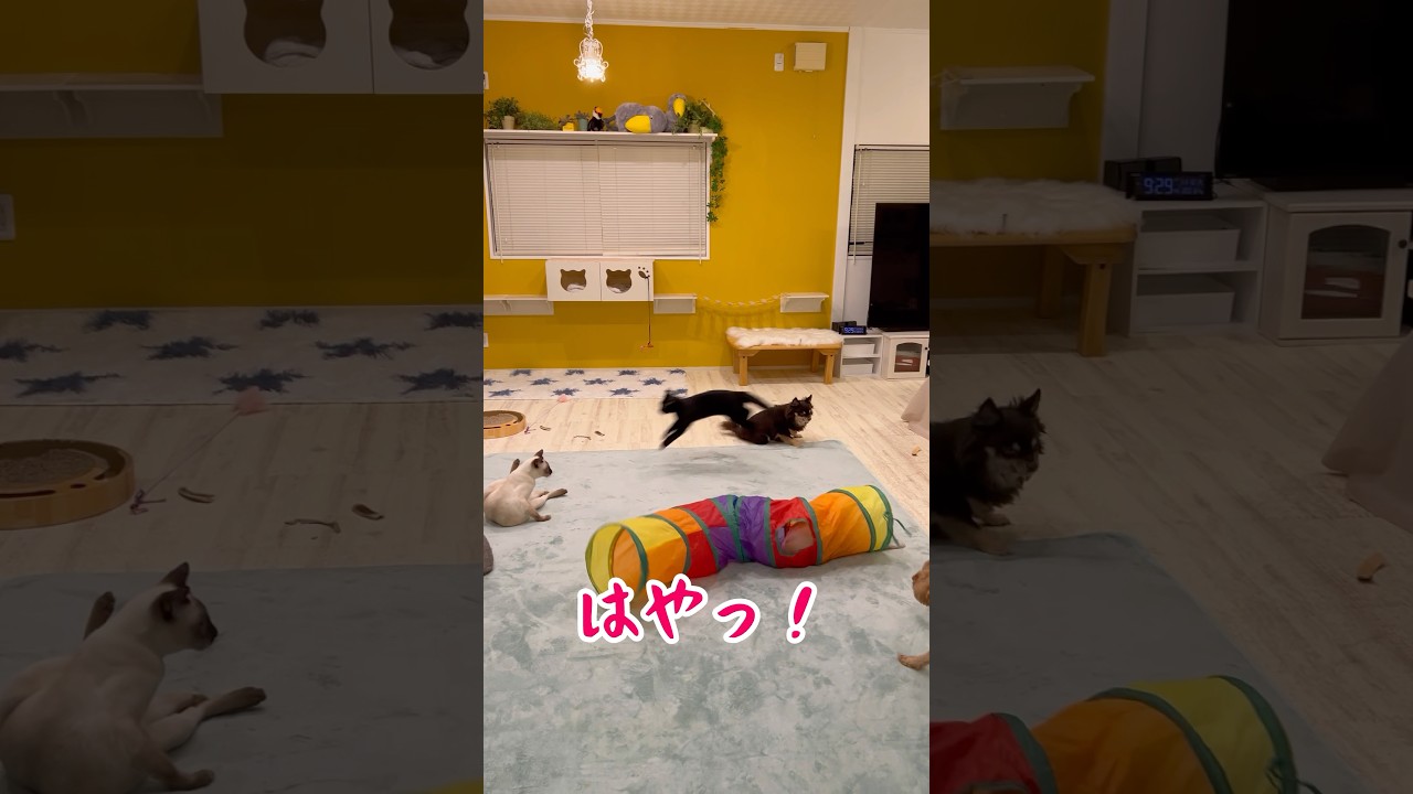 トンネルで遊ぶ猫　しおとベリー #トンキニーズ#保護猫 #トンキニーズブルーポイント#黒猫#プードル#プードルアプリコット#子猫#チワワチョコタン #チワワ#猫のおもちゃ