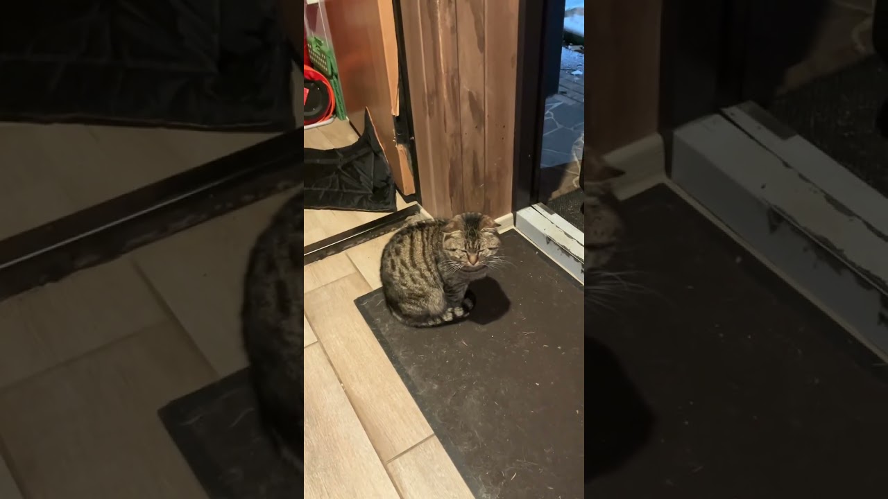 На улице похолодало, Кузя🐯 не собирается уходить…