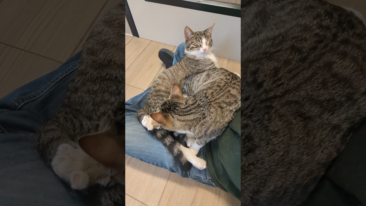 My lap is too small for the bonded pair