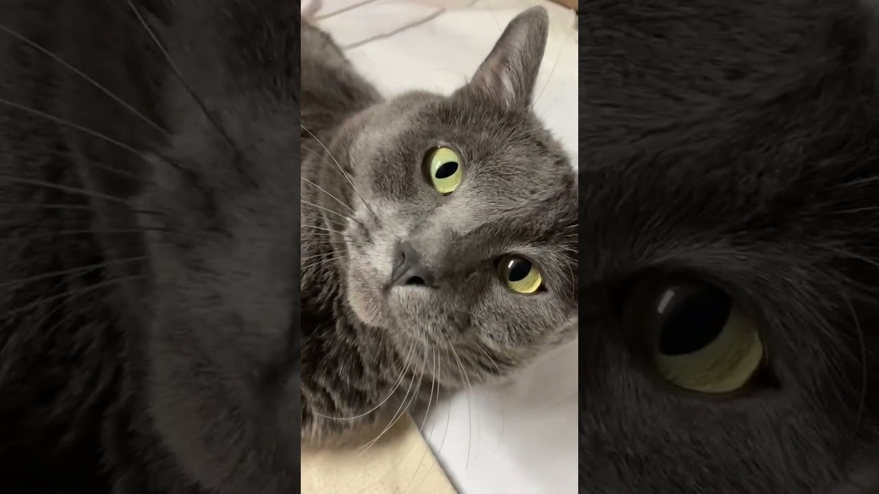 Kobe's blanket needs to get washed