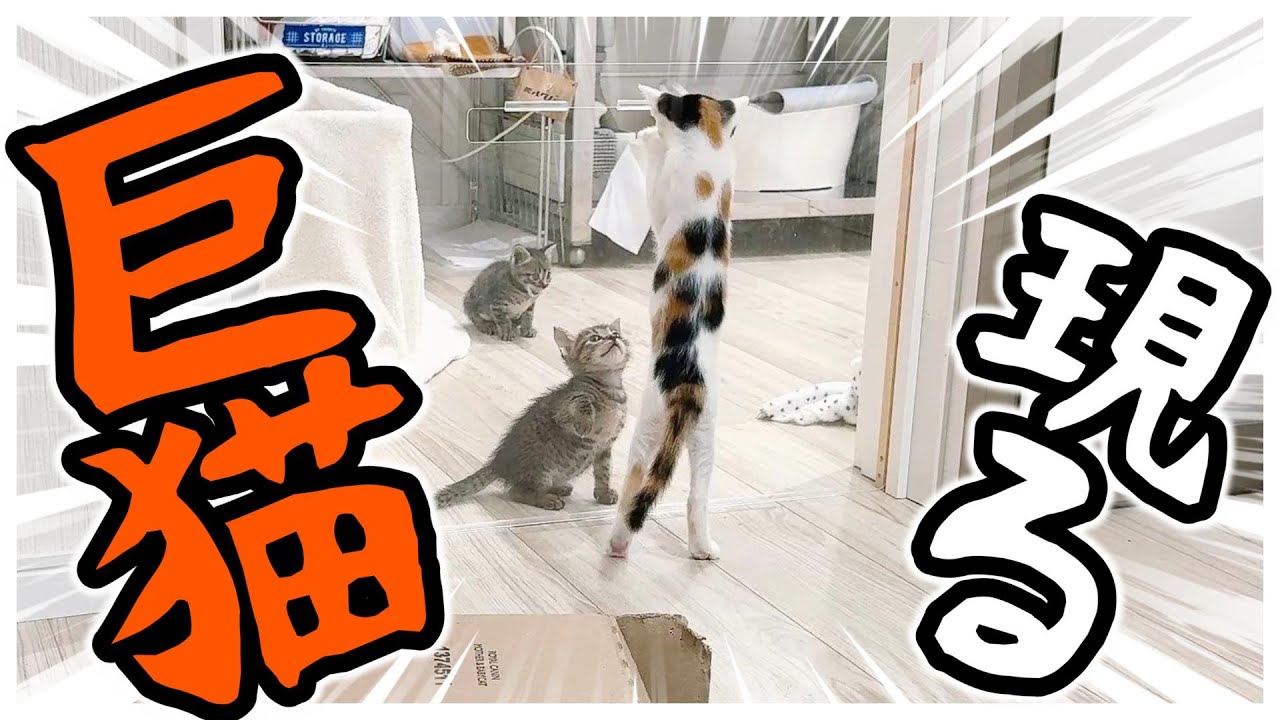 【離乳食】双子の姉妹子猫いっしょに食べれました！ひとりでトイレもできるようになったよ【保護猫生活29日目】