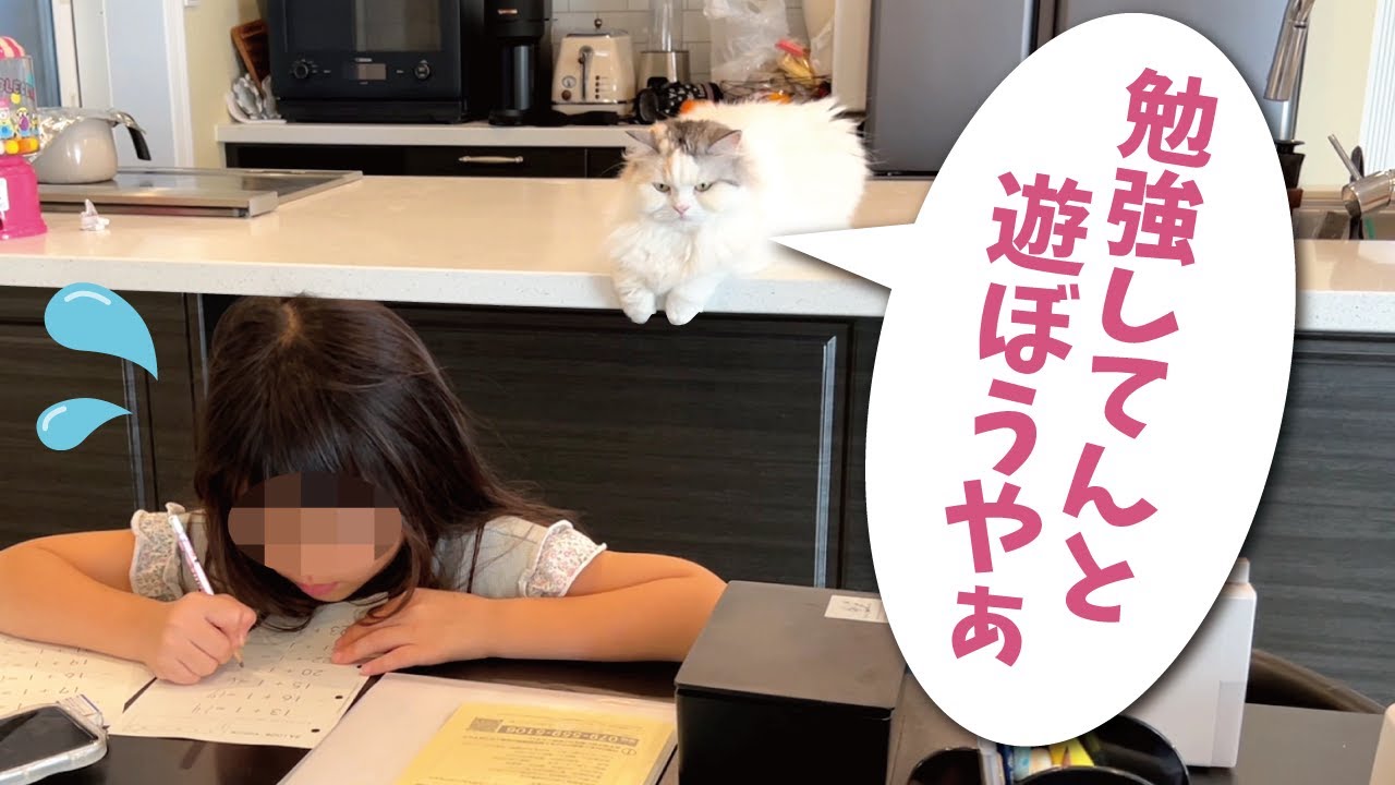 7歳の娘が必死に勉強してるのを邪魔する猫【関西弁でしゃべる猫】【猫アテレコ】