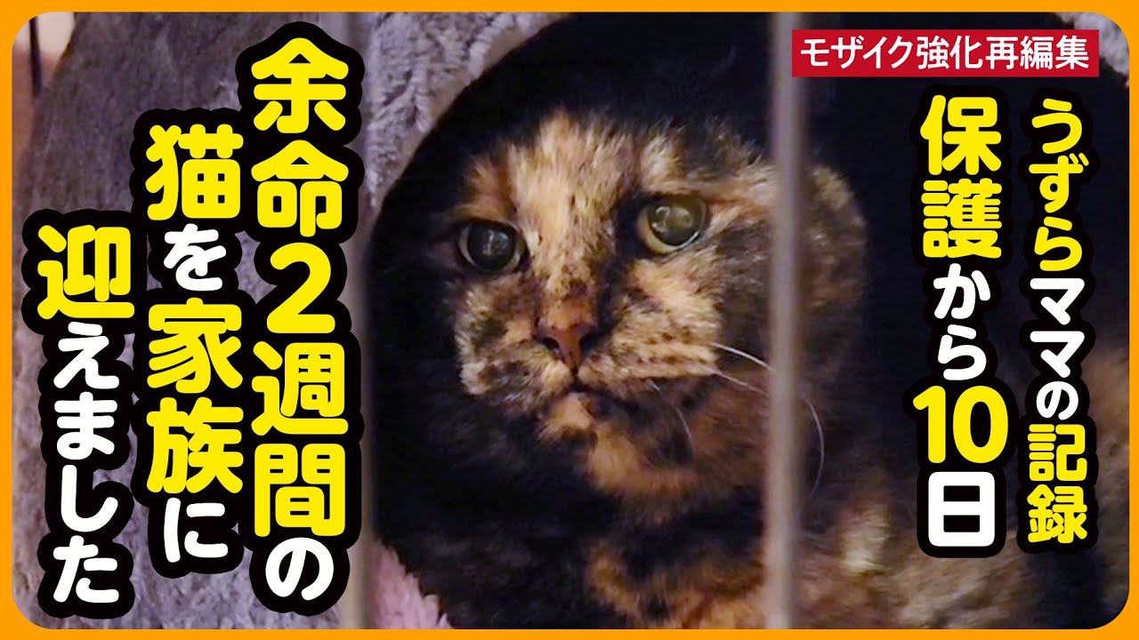 【うずらちゃん】余命2週間...保護から10日間の記録