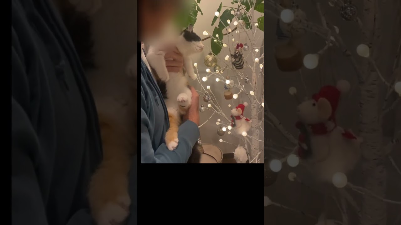 【ちゃむまるとクリスマスツリー🎄】#shorts #ちゃむまる #マンチカン #クリスマス #merrychristmas #おすすめ #cat #cute #kitten #癒し #かわいい