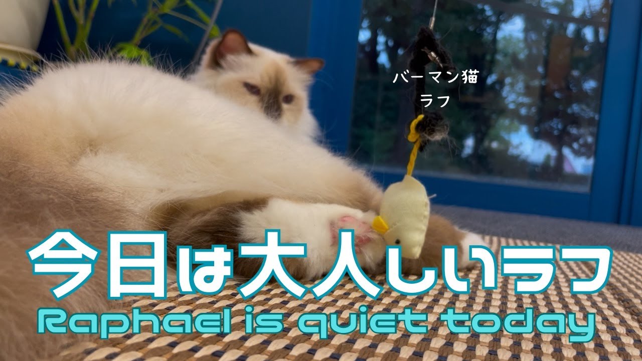 バーマン猫【今日は大人しいラフ】Raphael is quiet today（バーマン猫）Birman/Cat