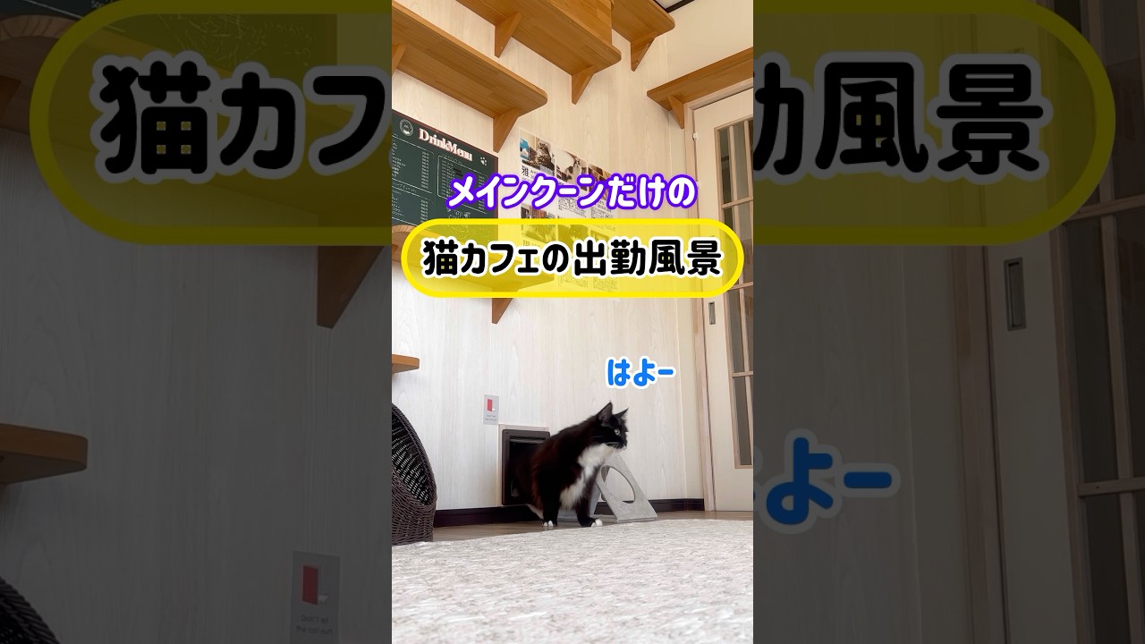メインクーンだけの【猫カフェの出勤風景】#cat#cooncat #もふもふ