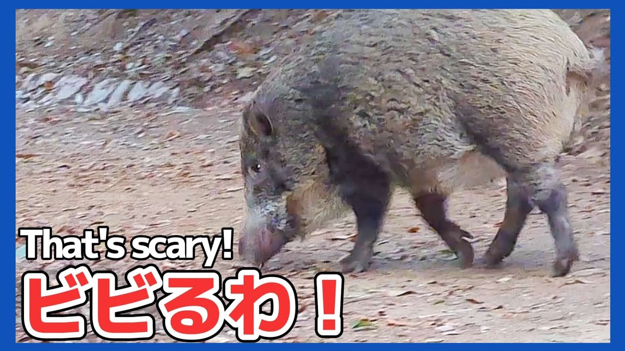 突然出てきて走ってくるイノシシ！！【野良猫 地域猫】Suddenly, a wild boar appears and starts running!![Stray cat]