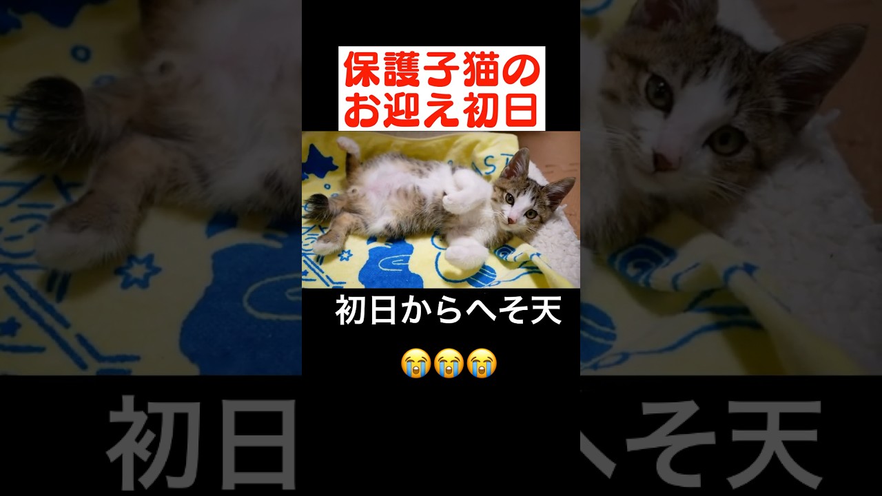 子猫が初日からヘソ天＆ゴロゴロ音を聞かせてくれました