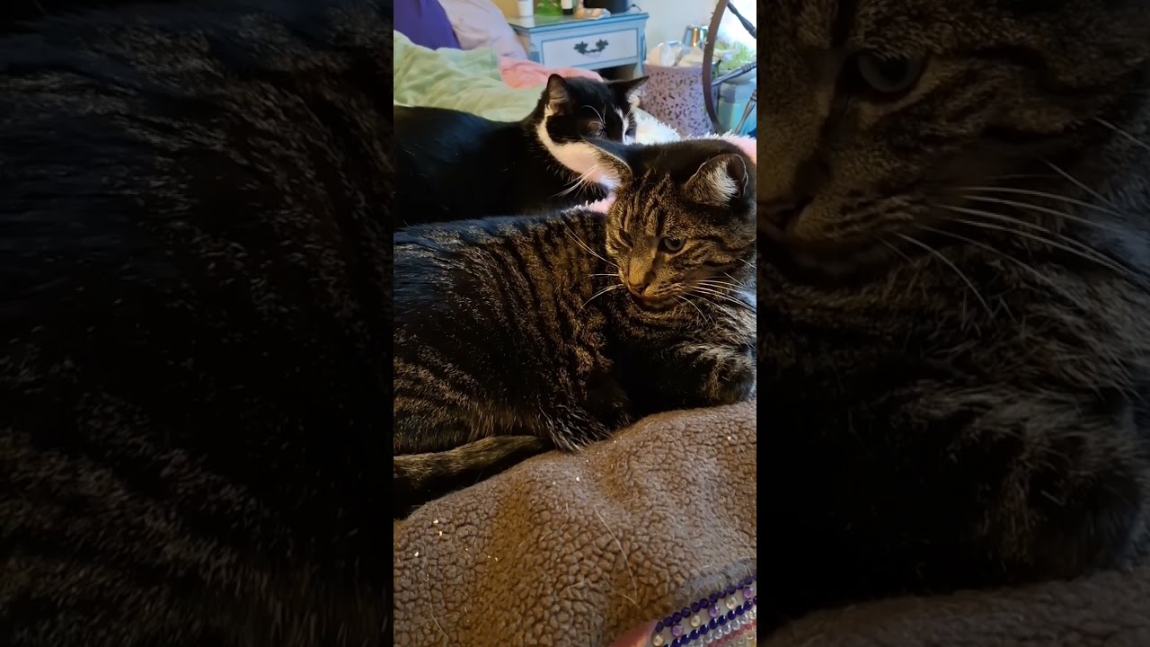 The Lucky Ones #cat #communitycats #adoptdontshop