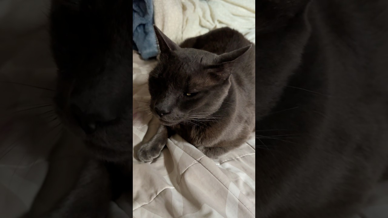 "Go, go already, I want to sleep" #cat #pet #cute