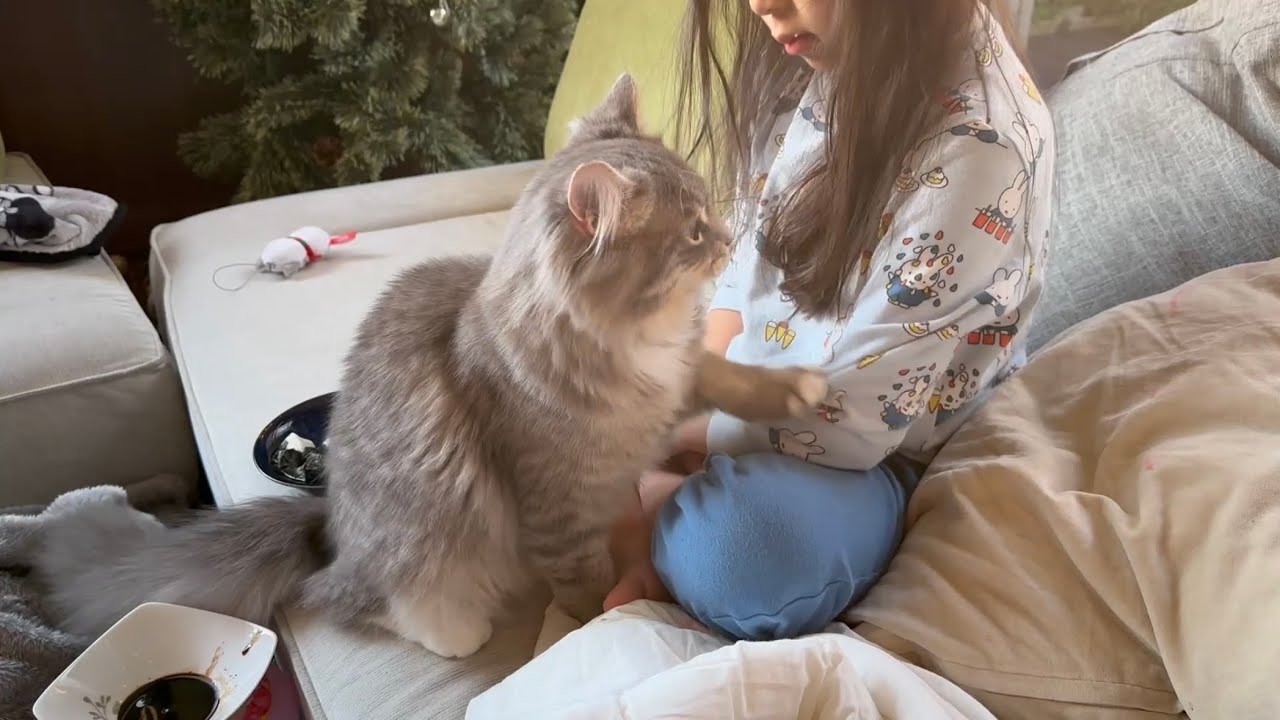 擦り寄る猫　サイベリアンA cat rubbing against someone. Siberian