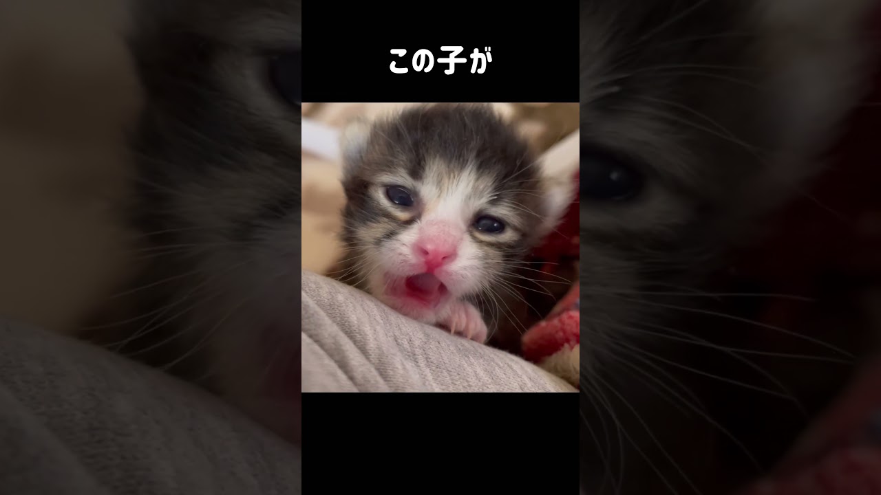 保護して4ヶ月で、こんなに変身した子猫は初めて。