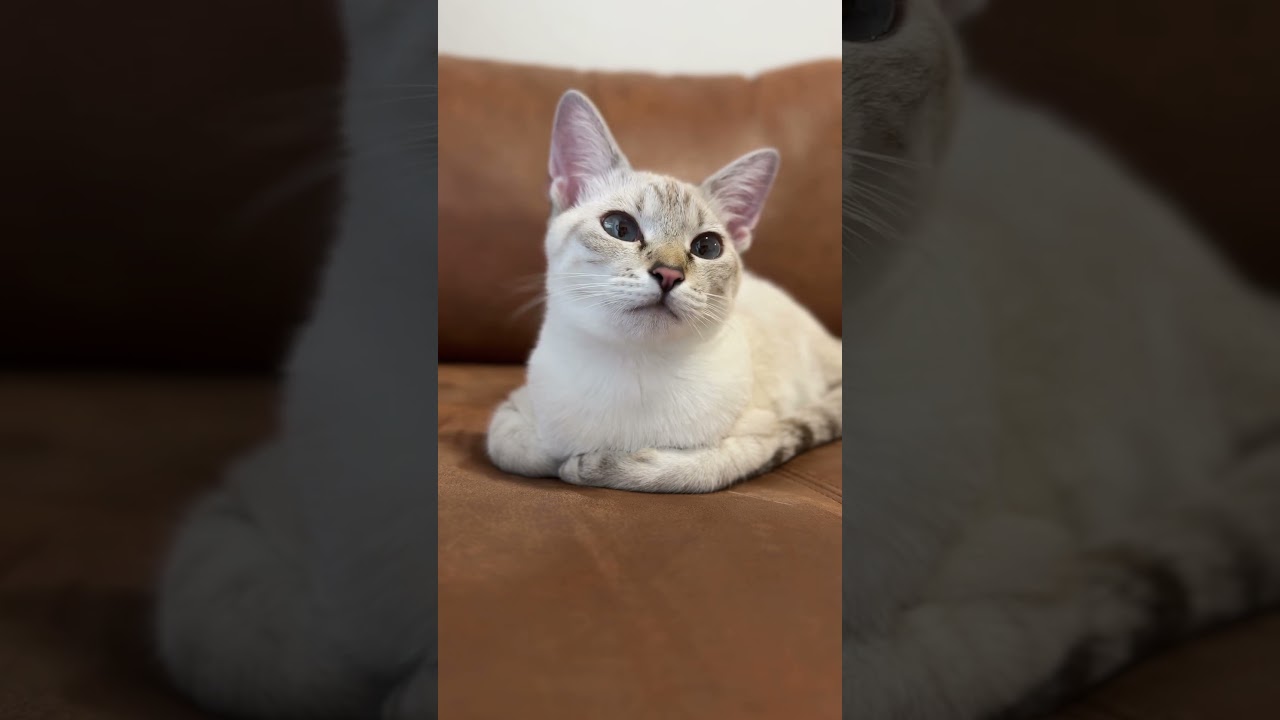 眠くてお目目ぱちぱちかな？　#元保護猫　#シャムトラ　#シャムミックス　#cat #猫耳 #kitten #シャムmix  #子猫 #猫耳