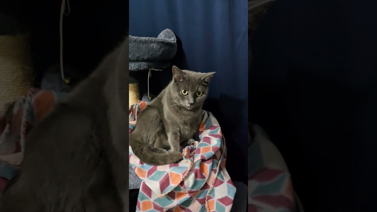 Beautiful Gray Girl!