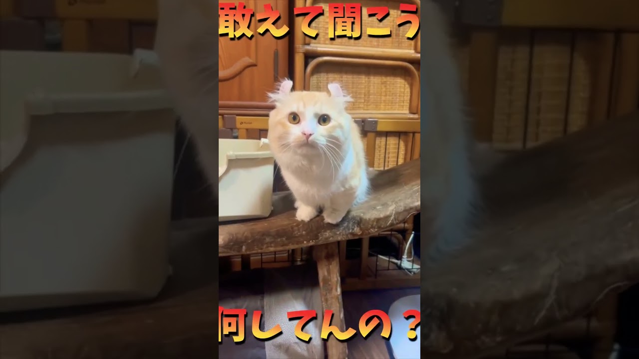 【キンカロー】ベンチから覗いてくる挙動不審な毛玉【マンチカール】