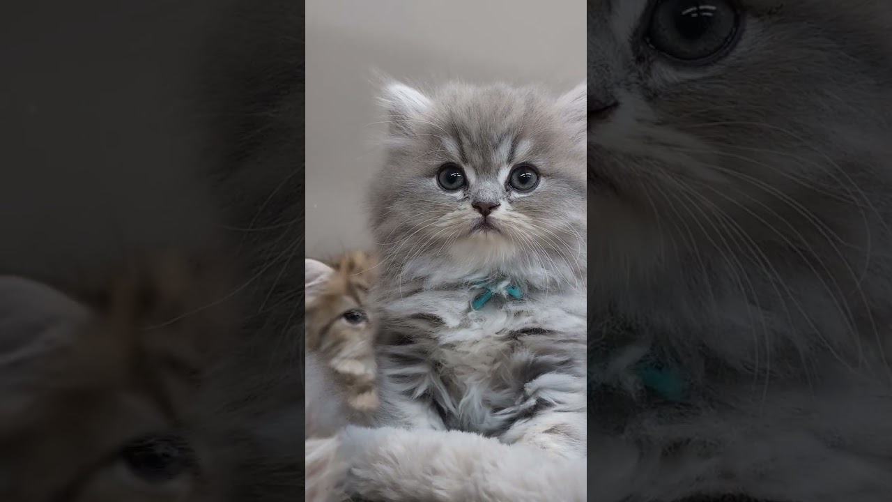 ペルシャ とっても懐っこい性格です♡