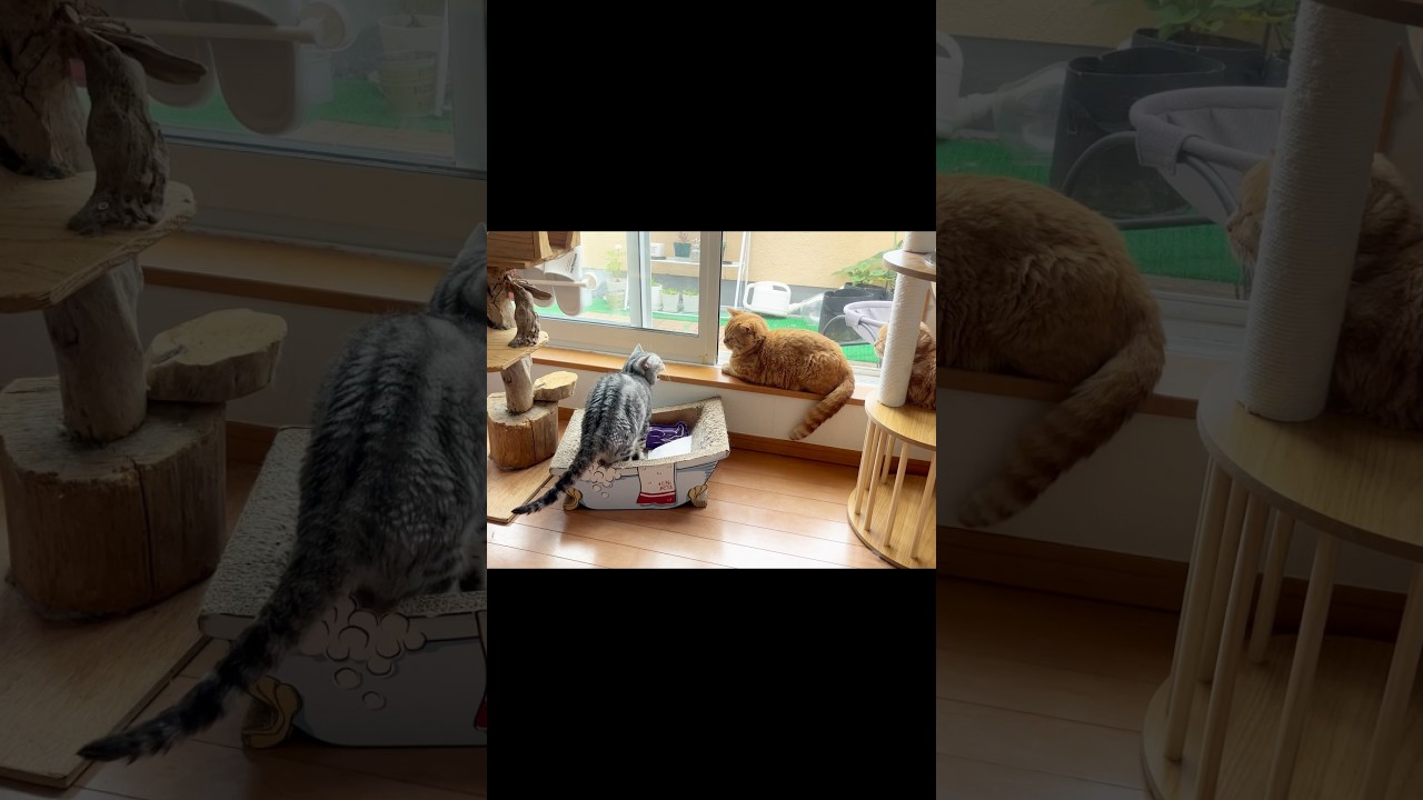 あいさつ代わりのシャー #猫 #アメリカンショートヘア #shorts