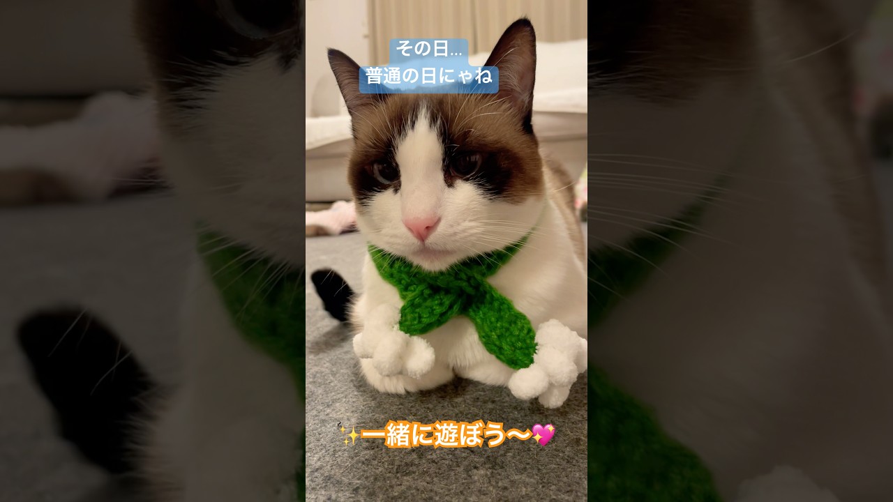 クリスマス遊ぼうよ #ねこ好きさんと繋がりたい #猫のいる暮らし