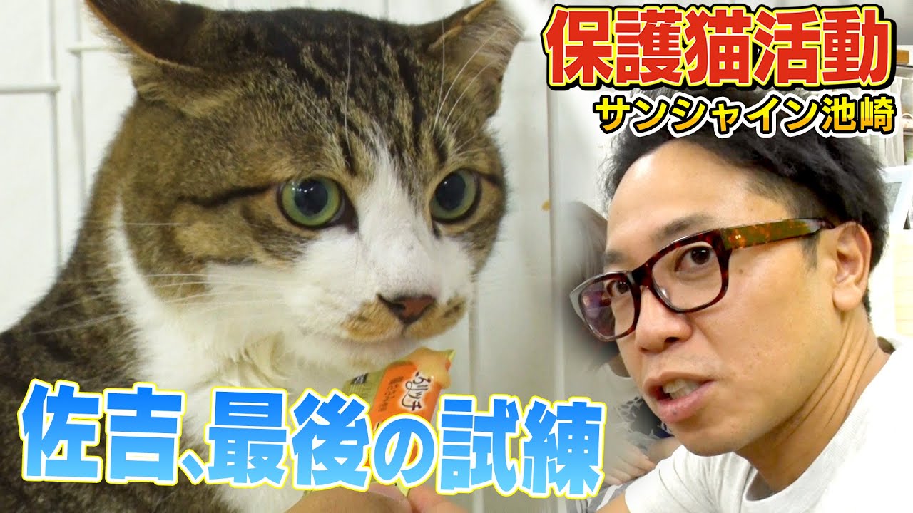 【最後の挑戦】保護猫佐吉とサンシャイン池崎さんの共同生活にいよいよ終わりの時が…