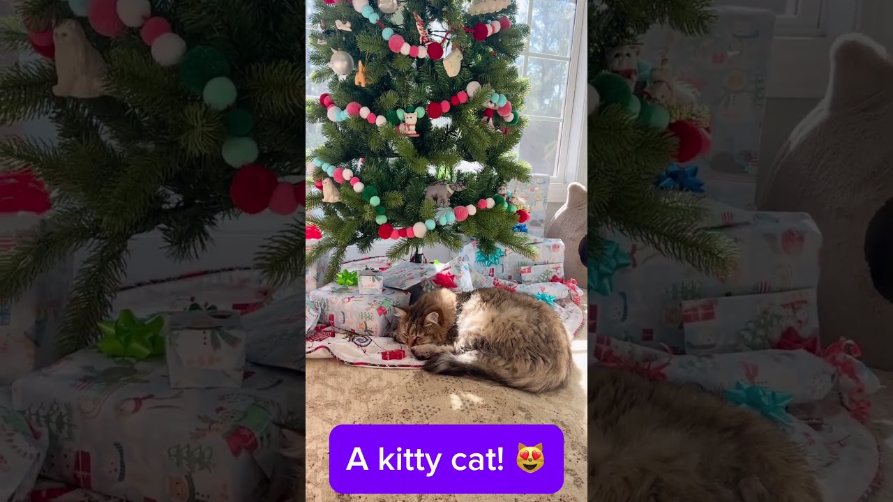 A kitty cat for Christmas! #cat #siberiancat #catlover #fluffy #christmas #christmastree #viral #fyp