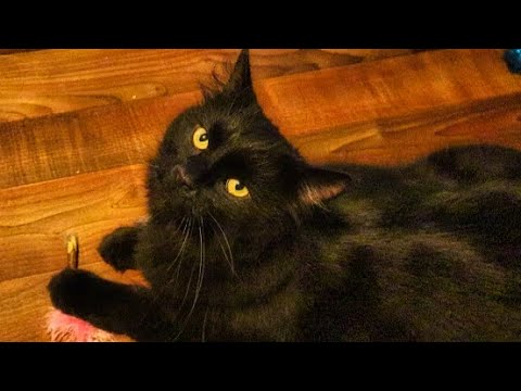 Manx Cat Meowing, Mrrping, & Talking