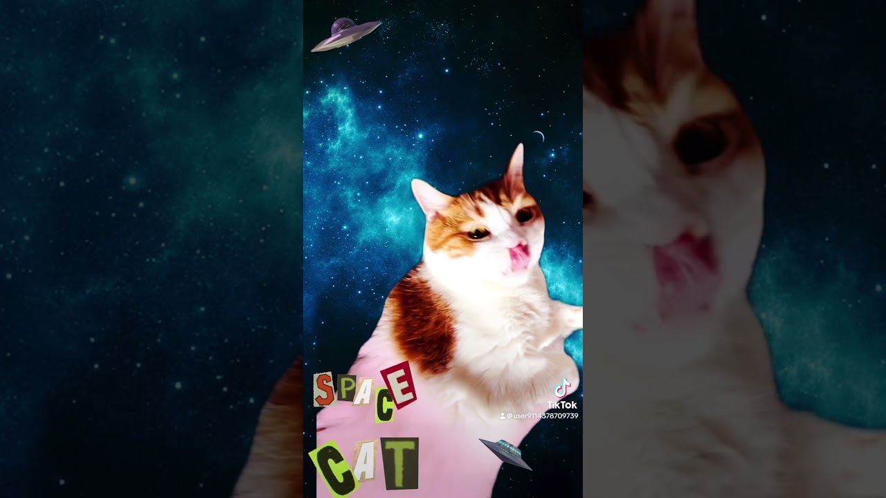 宇宙猫#cat #cute #宇宙 #アメリカンカール