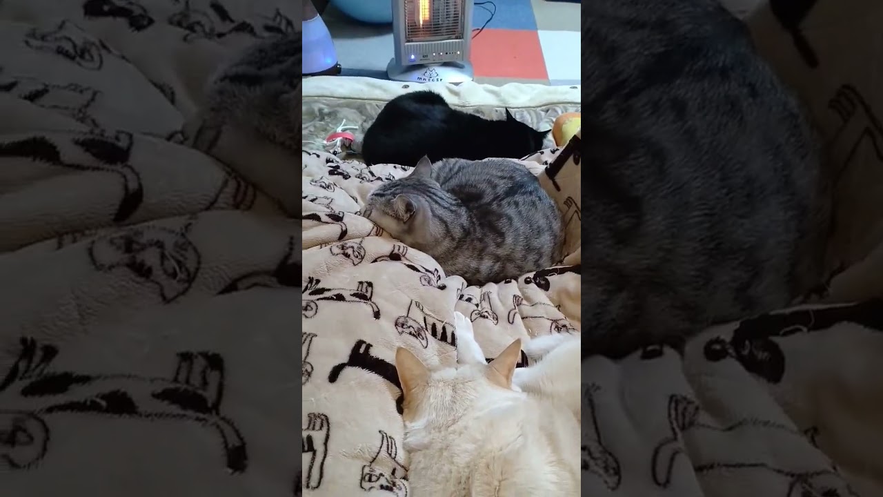 ママンが実家へ一泊。帰ってきたら…みんニャママンの側に☺️💞