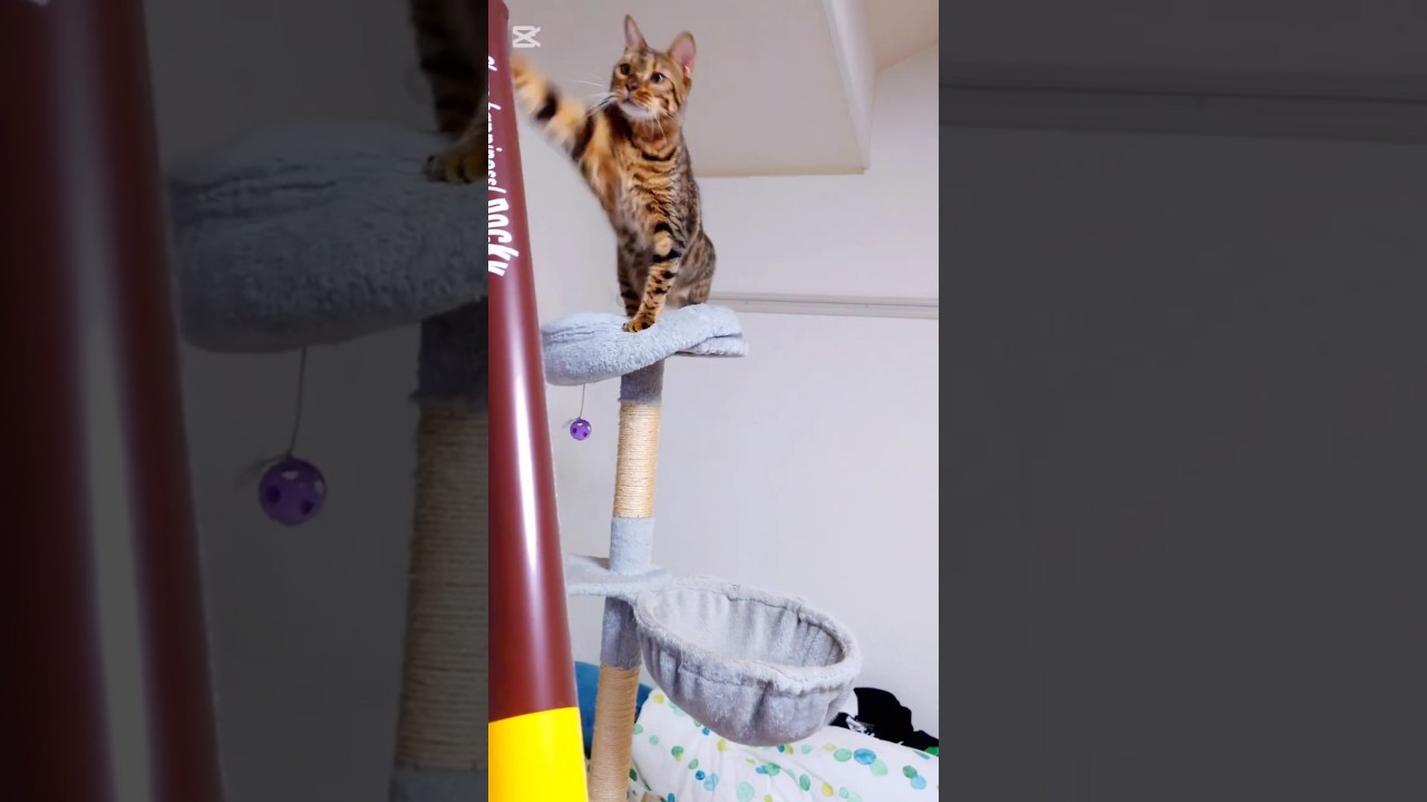 うにゃにゃにゃにゃにゃ！ #猫 #猫動画 #猫のいる暮らし #ベンガル #cat #fyp #shorts #short