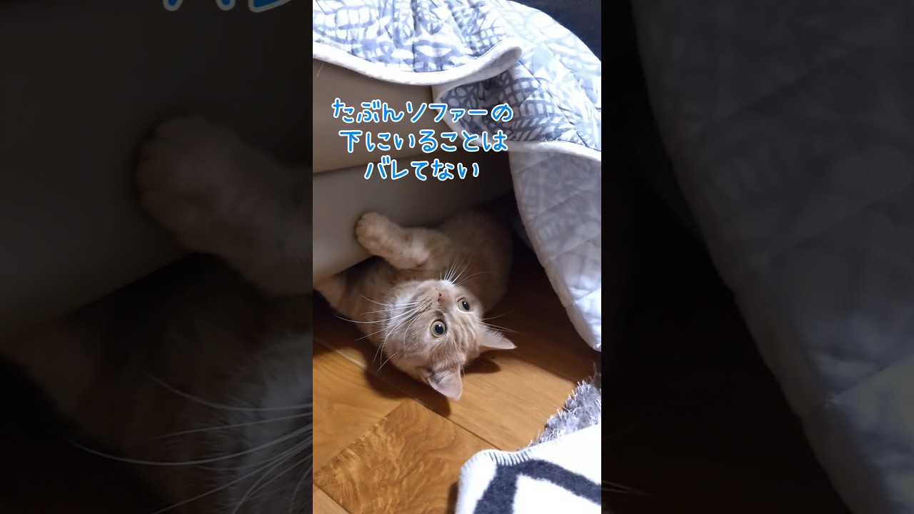 【隠れたつもりのマンチカン】 #shorts #猫 #ねこ #cat