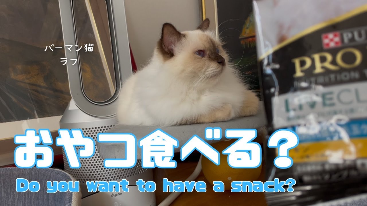 バーマン猫ラフ【おやつ食べる？】Do you want to have a snack?（バーマン猫）Birman/Cat