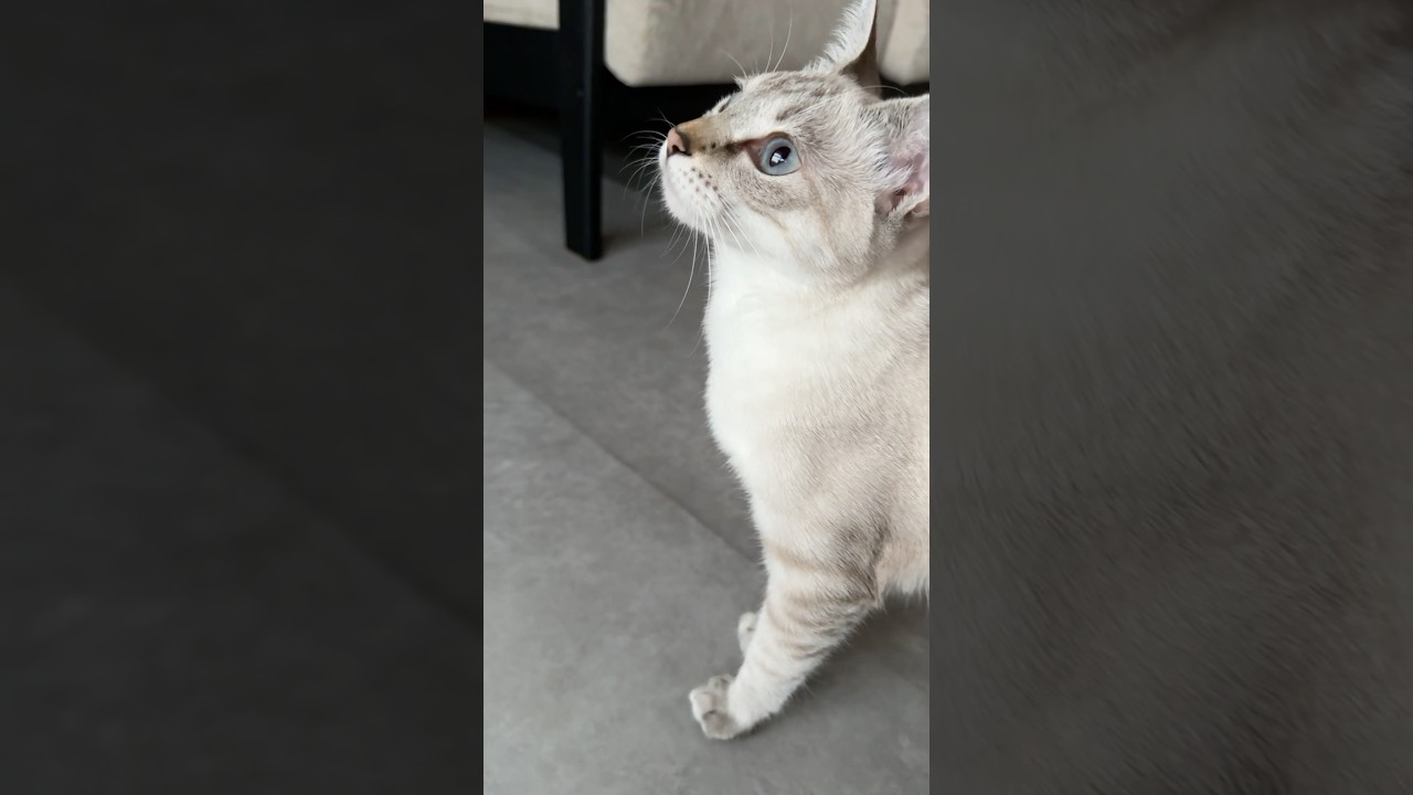 朝のなでなで！　#元保護猫　#シャムトラ　#シャムミックス　#cat #猫耳 #kitten #シャムmix  #子猫 #猫耳