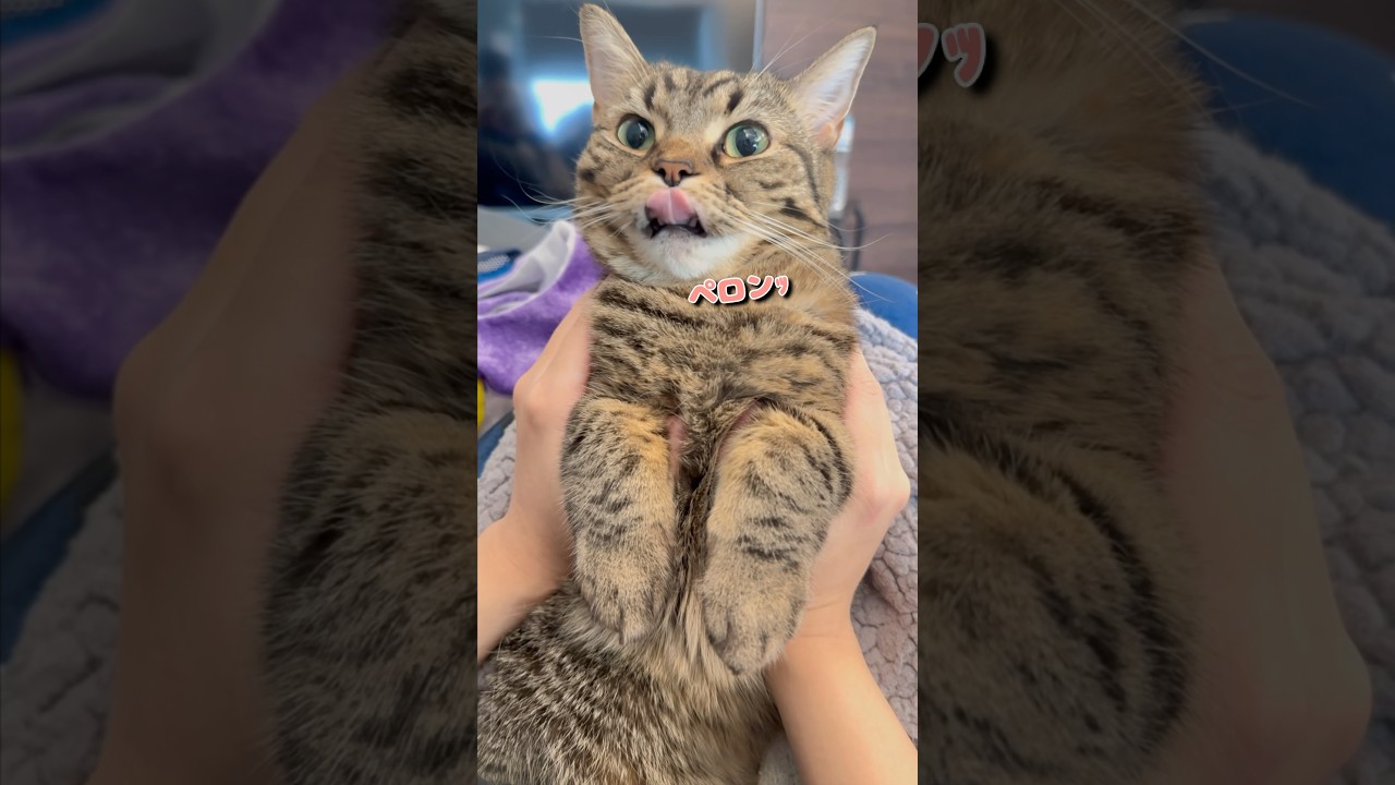 【猫動画】ぷりぷり猫が可愛すぎて悶絶するパパ #shorts