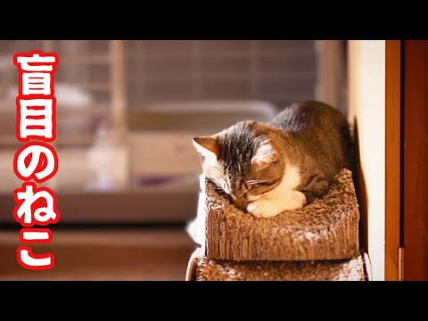 トンネルをバックで出てくる目の不自由なねことご支援に感謝する猫たち